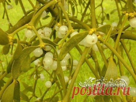 Травы после инсульта - Омела и Софора | Женский журнал