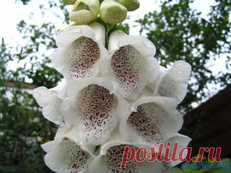 наперстянка