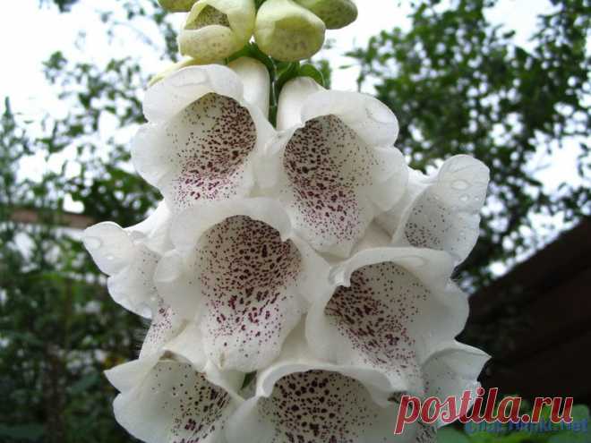 наперстянка