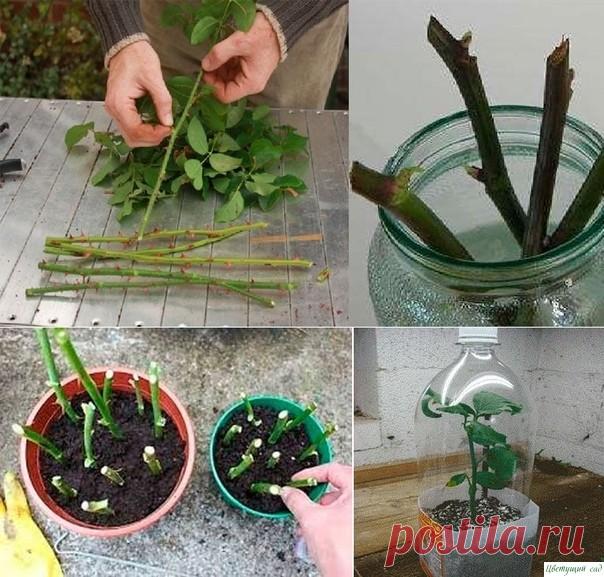 Способ выpacтить poзовый куст из cpeзаннoго цвeтка Есть способ вырастить розу из срезанного цветка. Однако такое возможно только при четком coблюдении нескольких рекомендаций:1. Подождите, пока цветки завянут, но не до конца. Из стебельков порежьте палочки таким образом, чтоб каждая содержала минимум три почки. Каждый нарезанный кусок...