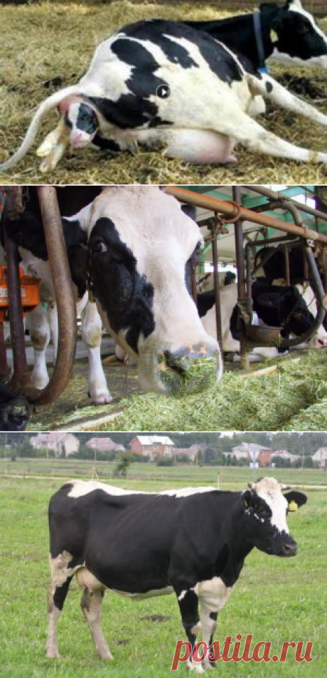 Продуктивные качества коров-долгожительниц - БиоКорова