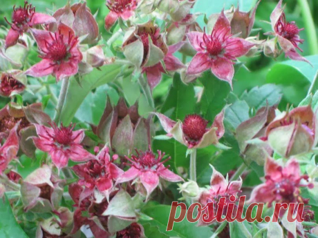 Мы желаем счастья вам!: Ресурсная оценка сабельника болотного