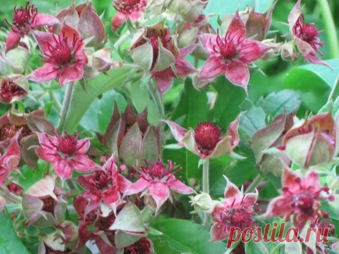 Мы желаем счастья вам!: Ресурсная оценка сабельника болотного