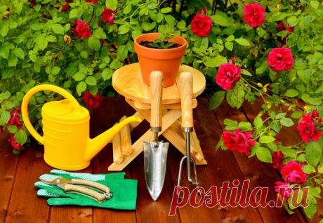 Мастер-класс по укоренению черенка от розы из букета