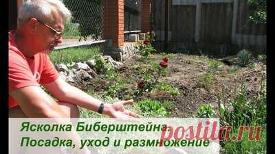 Ясколка Биберштейна.  Посадка, уход и размножение — Смотреть в Эфире Ясколка Биберштейна многолетнее почвопокровное растение. Совершенно нетребовательное в смысле посадки, ухода и размножения. Есть пара нюансов: любит …