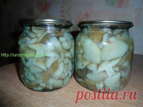 Маринованные маслята на зиму от Ольги Космацкой