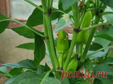 Зачем варить луковую шелуху: невероятная польза для огорода и домашних растений. Удивительно, как часто самые простые вещи оказываются недооценёнными.