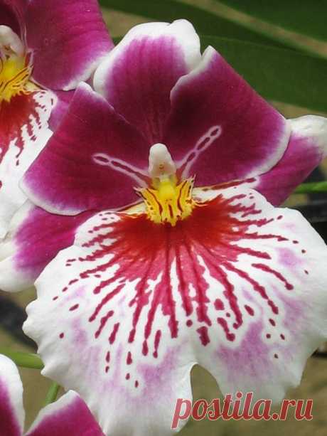 Сады Лонгвуда (Longwood Gardens)Пуансетии, орхидеи,цикламен и другая красота.