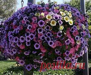 Найдено на сайте gardenguides.com.