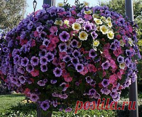 Найдено на сайте gardenguides.com.
