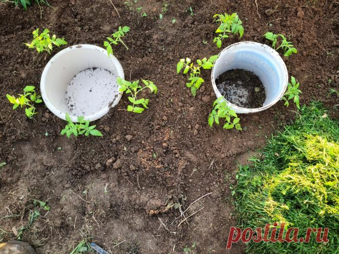 Больше помидоры в теплице сажать не будем! Только вокруг ведра и только в открытый грунт | Дом с Котом | Яндекс Дзен