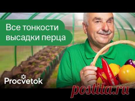ДОБАВЬТЕ ЭТО В ЛУНКУ ПРИ ПОСАДКЕ ПЕРЦЕВ И БАКЛАЖАНОВ, и они засыпят вас урожаем!