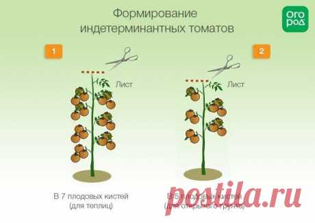 Формирование томатов в теплице и открытом грунте: инструкции и схемы | Томаты (Огород.ru)