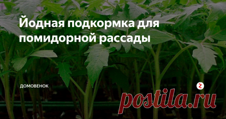 Йодная подкормка для помидорной рассады Для того, чтобы рассада томатов хорошо и быстро ...