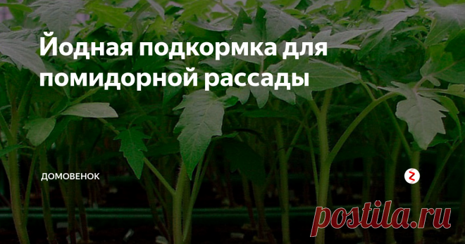 Йодная подкормка для помидорной рассады Для того, чтобы рассада томатов хорошо и быстро ...