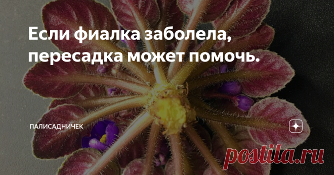 Если фиалка заболела, пересадка может помочь. На примере сорта Rob’s Zero Gravity (R.Robinson)