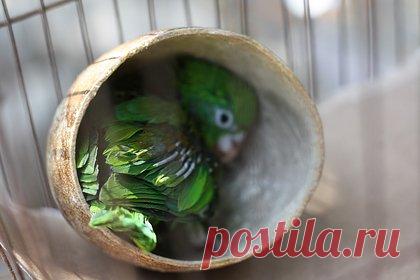 В Индии попугай стал свидетелем убийства и выдал преступника. Суд в Индии приговорил двух мужчин к пожизненному лишению свободы спустя девять лет после убийства на основании показаний попугая. Преступление было совершено в 2014 году. Услышав имя преступника, птица начинала кричать и метаться в клетке.