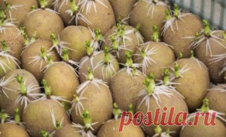 Пора готовить картофель к посадке!