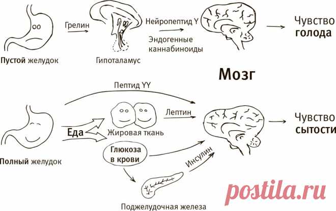 Флетчеризм: жевательная диета Флетчера для похудения - отзывы