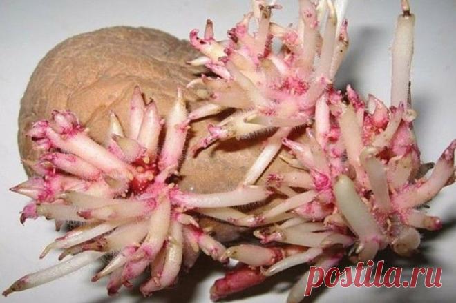 Уникальный рецепт восстановления суставов