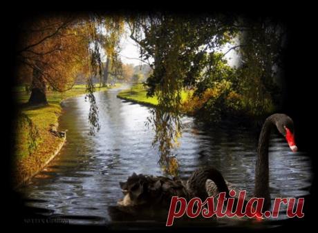 Одноклассники