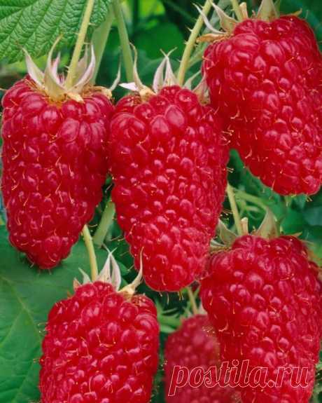 Не упустите шанс узнать о малине ремонтантной Сластиха — настоящем чуде российской селекции!

 
Вы когда-нибудь слышали о малине, которая не только вкусная, но и чрезвычайно удобная в выращивании? Представляем вашему вниманию малину ремонтантную Сластиха, выведенную селекционерами из Нижнего Новгорода. Этот сорт поражает не только своими вкусовыми качествами, но и легкостью ухода, что делает его настоящей находкой для любого садовода.
Малина Сластиха — это мечта д...