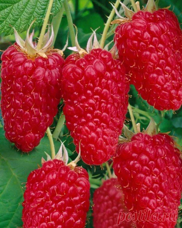 Не упустите шанс узнать о малине ремонтантной Сластиха — настоящем чуде российской селекции!

 
Вы когда-нибудь слышали о малине, которая не только вкусная, но и чрезвычайно удобная в выращивании? Представляем вашему вниманию малину ремонтантную Сластиха, выведенную селекционерами из Нижнего Новгорода. Этот сорт поражает не только своими вкусовыми качествами, но и легкостью ухода, что делает его настоящей находкой для любого садовода.
Малина Сластиха — это мечта д...