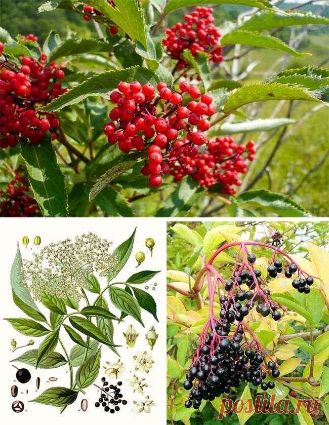 11 страшно ядовитых растений, о которых необходимо знать каждому