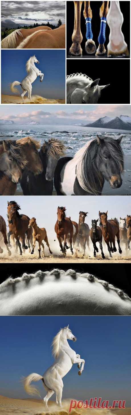 Лошади. Грация и благородство | Наука и техника