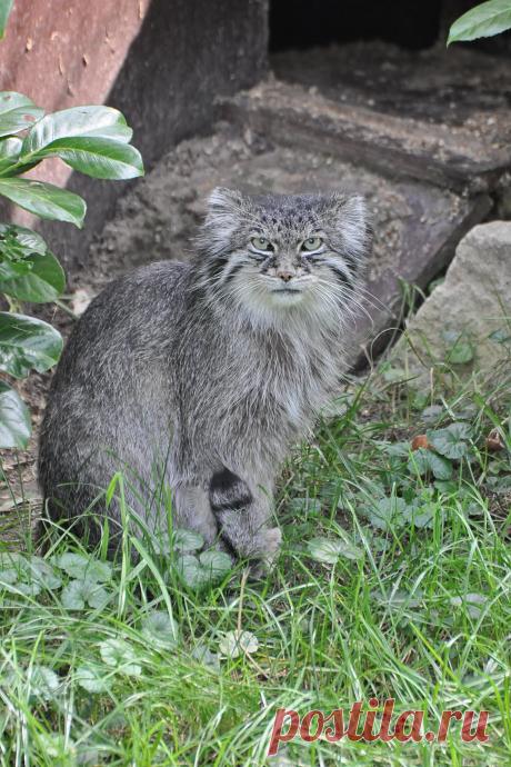 Pallas's Cat | Manoel of Pallaskat (Otocolobus manul manul o… | Flickr