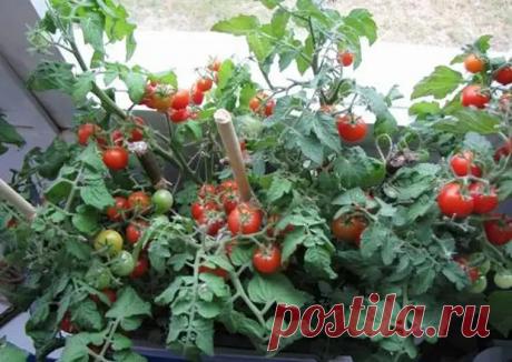 Помидоры на балконе, подоконнике. (+укроп, петрушка, кинза) - ДОСТОЙНАЯ ЖИЗНЬ НА ПЕНСИИ - 27 января - 43596817013 - Медиаплатформа МирТесен