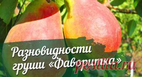 Груша, Сорт Любимица Клаппа (Фаворитка Клаппа) Сорт груши ред фаворитка отзывы фото Груша Фаворитка Среди груш разных сортов особо хочется отметить грушу Фаворитка. Это раннеспелое плодовое дерево было