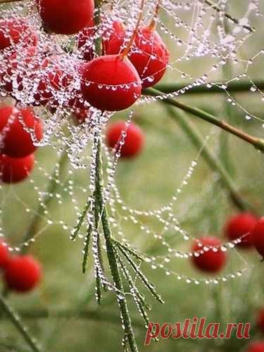 24 Extraordinary Moments of Rain and Dew Photography