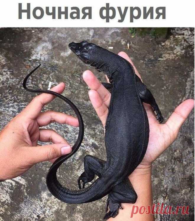 Без комментария