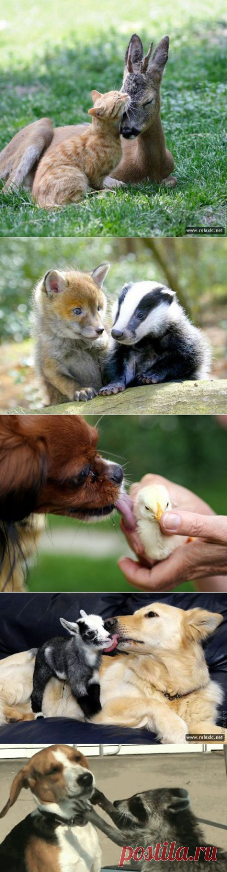 (+1) тема - Животные тоже умеют дружить! | Четвероногий юмор
