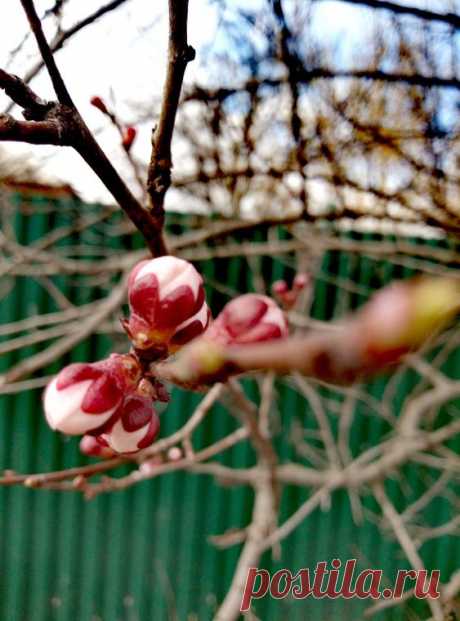 Природа Весна Nature Spring Flowers Nature Spring Flowers Apricot Абрикос