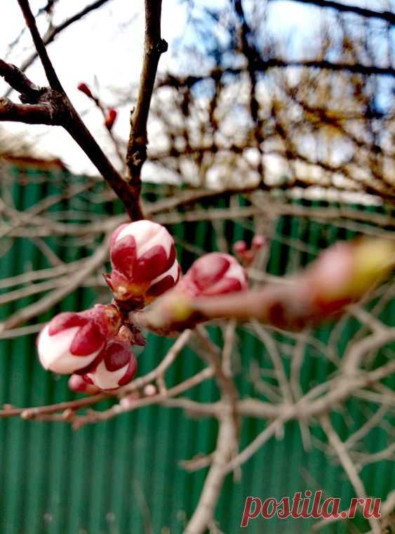 Природа Весна Nature Spring Flowers Nature Spring Flowers Apricot Абрикос