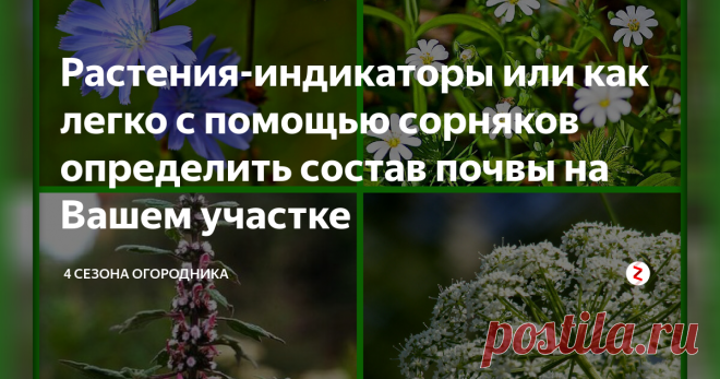 Растения-индикаторы или как легко с помощью сорняков  определить состав почвы на Вашем участке Приобрев новый участок или занимаясь планированием расположения саженцев и грядок, изначально стоит...