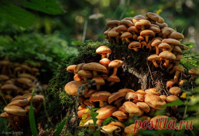 Опята- дружные ребята