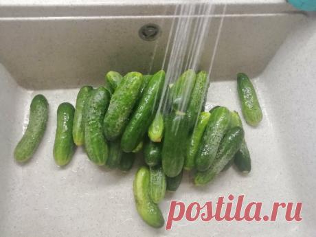 Когда мне лень возиться с консервацией, я делаю вкусные бочковые огурцы на зиму без стерилизации и закруток | Отчаянная Домохозяйка | Яндекс Дзен