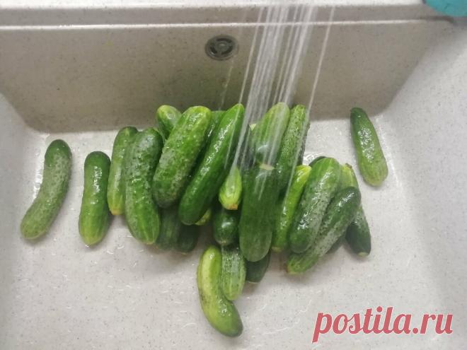 Когда мне лень возиться с консервацией, я делаю вкусные бочковые огурцы на зиму без стерилизации и закруток | Отчаянная Домохозяйка | Яндекс Дзен