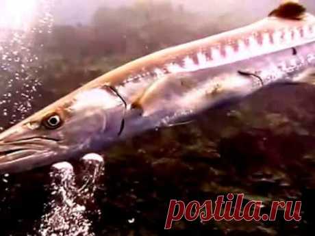 Барракуда во всей красе. - YouTube
Подписывайтесь на наш канал в Youtube.
https://www.youtube.com/c/Tiana-goRu
Спасибо за просмотр.