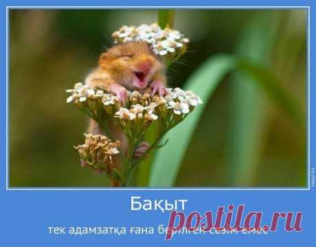 Тұрсынбек Қабатов | Әзіл Әлемі ✔