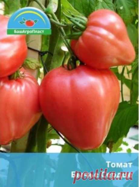 В прошлом сезоне Вам так и не удалось собрать щедрый урожай?
Вам надоело бороться за жизнь рассады?
Всхожесть приобретенных семян никогда не превышала 50%?
Есть одни хороший совет — приобретайте проверенные и качественные семена!
На нашем сайте представлен такой товар и мы дарим Вам скидку на их покупку!
Мы предлагаем семена, которые занимают лидирующие позиции на рынке и получили тысячи положительных отзывов опытных огородников!
Чем это обусловлено? Наши семена:
имеют самый высок