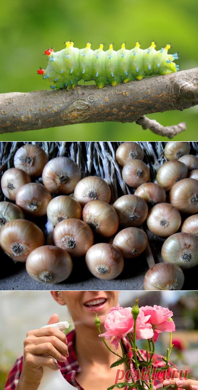 Борьба с вредителями на даче без применения химии