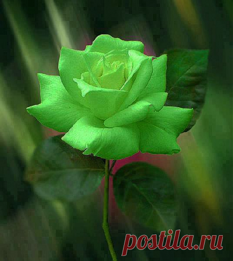 розы