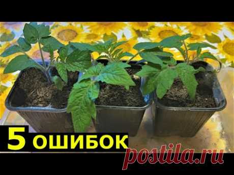 Ошибки начинающих при выращивании рассады томатов