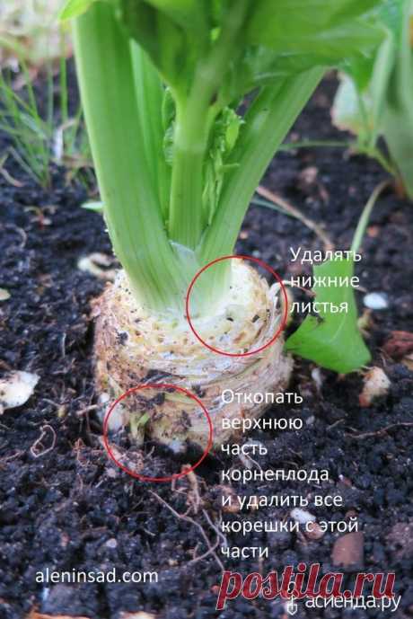 Советы по выращиванию корневого сельдерея: Группа Практикум садовода и огородника