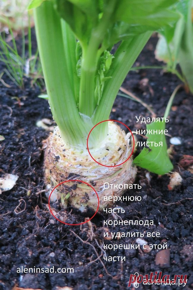 Советы по выращиванию корневого сельдерея: Группа Практикум садовода и огородника