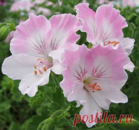 Популярные сорта пеларгоний Ангелов | Герань (Pelargonium)